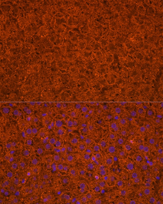 Apolipoprotein CIII Antibody - Azide and BSA Free