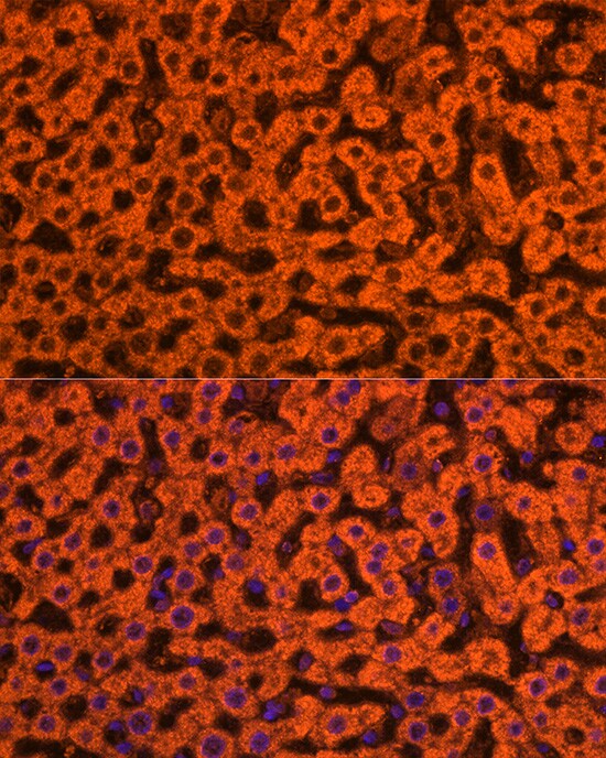 Apolipoprotein CIII Antibody - Azide and BSA Free