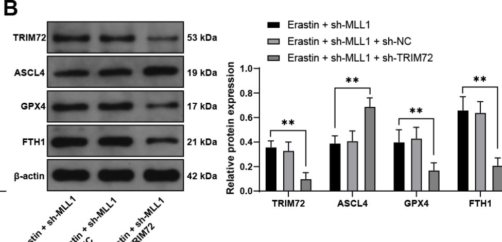 ASCL4 Antibody - BSA Free