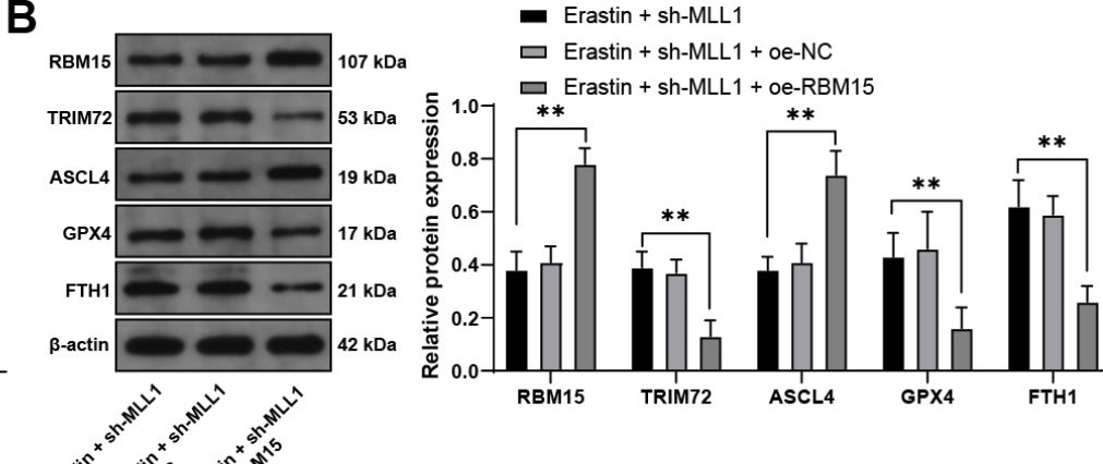 ASCL4 Antibody - BSA Free