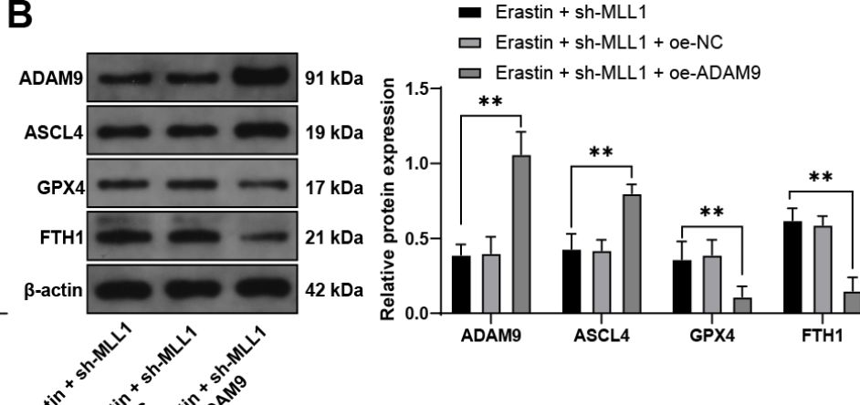 ASCL4 Antibody - BSA Free