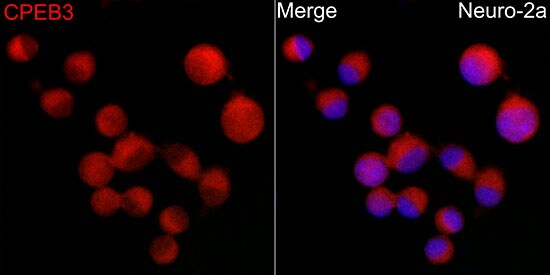 CPEB3 Antibody - Azide and BSA Free