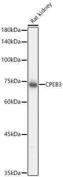CPEB3 Antibody - Azide and BSA Free