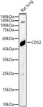 CDS2 Antibody