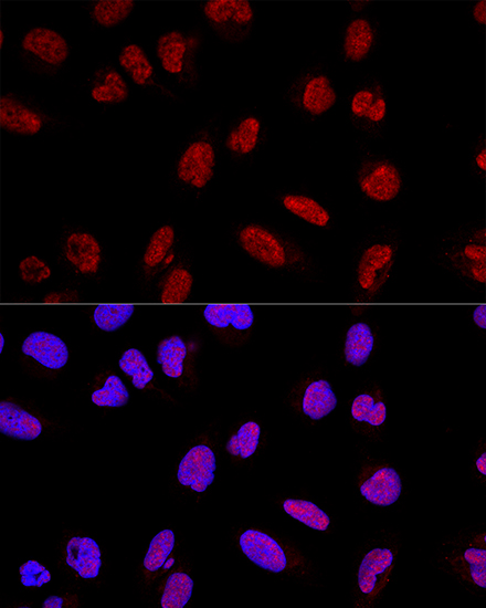 AKAP95/AKAP8 Antibody - Azide and BSA Free