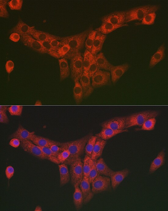 COL1A2 Antibody - Azide and BSA Free