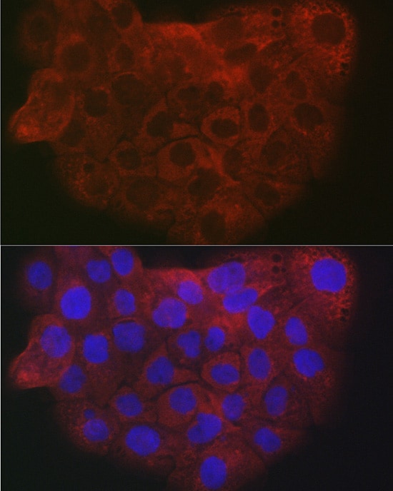 COL1A2 Antibody - Azide and BSA Free
