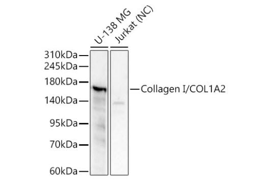 COL1A2 Antibody - Azide and BSA Free