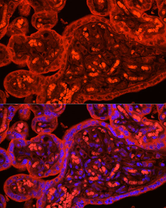 ATG9B Antibody - Azide and BSA Free