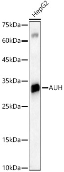 AUH Antibody - BSA Free