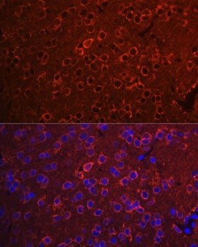 14-3-3 zeta/delta Antibody - Azide and BSA Free