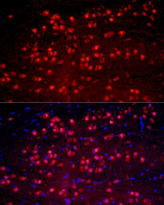 A2BP1 Antibody - Azide and BSA Free