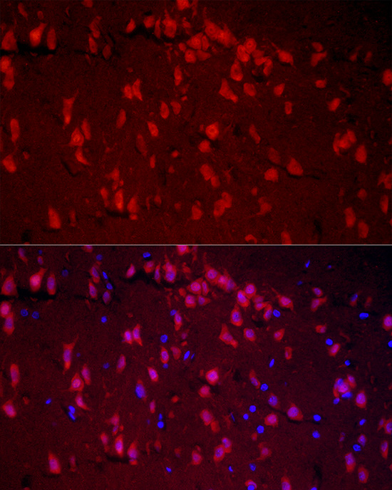 A2BP1 Antibody - Azide and BSA Free
