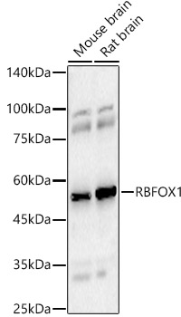 A2BP1 Antibody - Azide and BSA Free