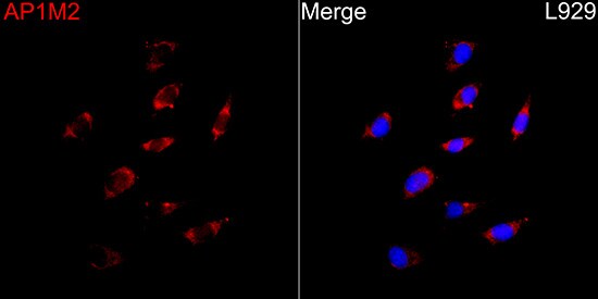 AP1M2 Antibody - BSA Free