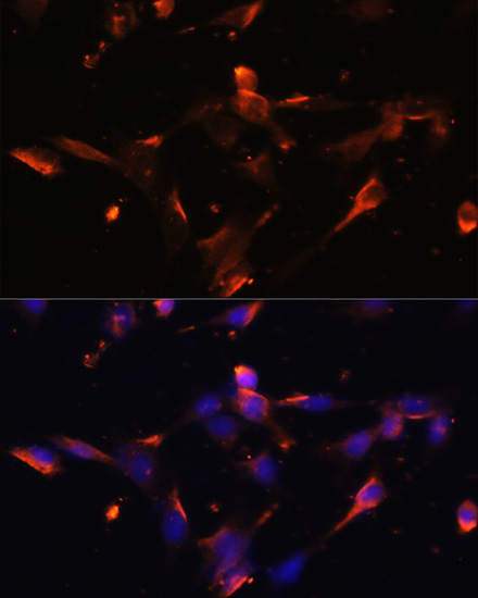 Claudin-5 Antibody - Azide and BSA Free