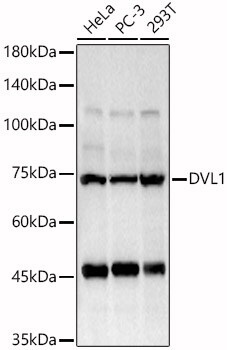 Dishevelled-1 Antibody - Azide and BSA Free