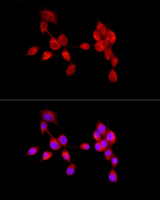 AMBRA1 Antibody - BSA Free