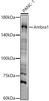 AMBRA1 Antibody - BSA Free