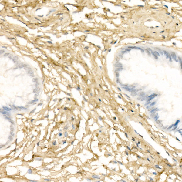 Collagen I alpha 1 Antibody - Azide and BSA Free