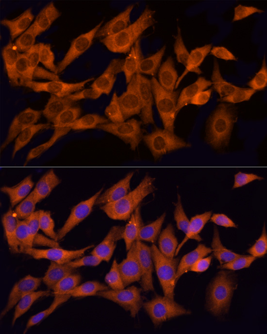 CLIC1 Antibody - BSA Free