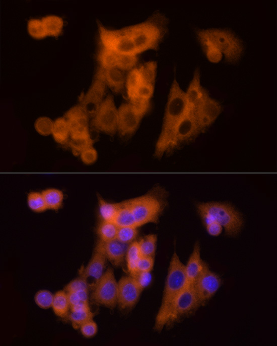 CLIC1 Antibody - BSA Free