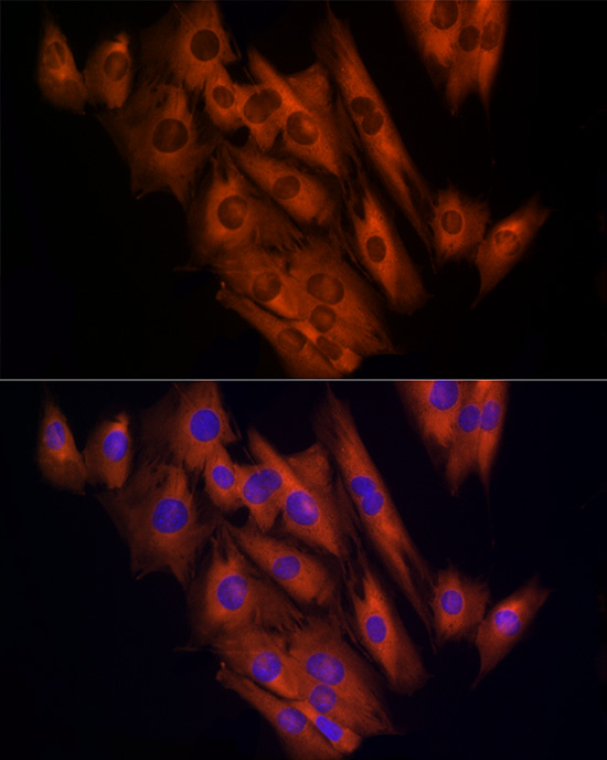 CLIC1 Antibody - BSA Free