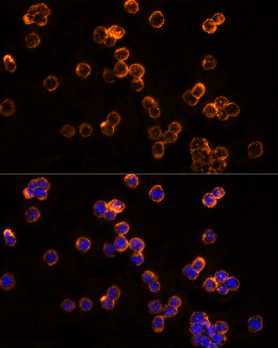 CLIC1 Antibody - BSA Free