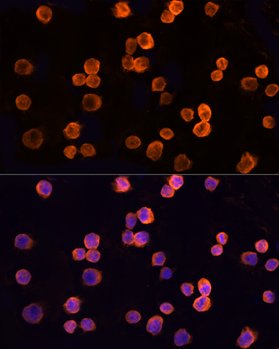 CLIC1 Antibody - BSA Free