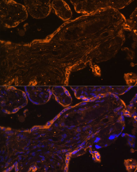BRE Antibody - Azide and BSA Free