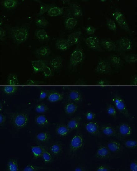 COPG2 Antibody - Azide and BSA Free