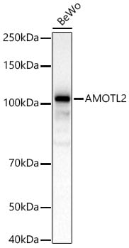 AMOTL2 Antibody - Azide and BSA Free