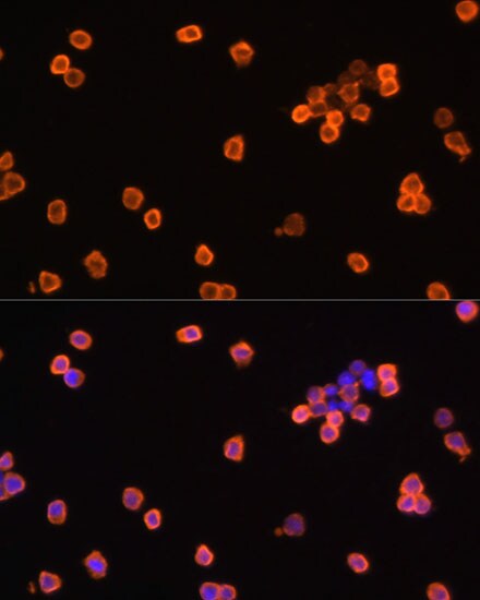 eEF1A1 Antibody - Azide and BSA Free