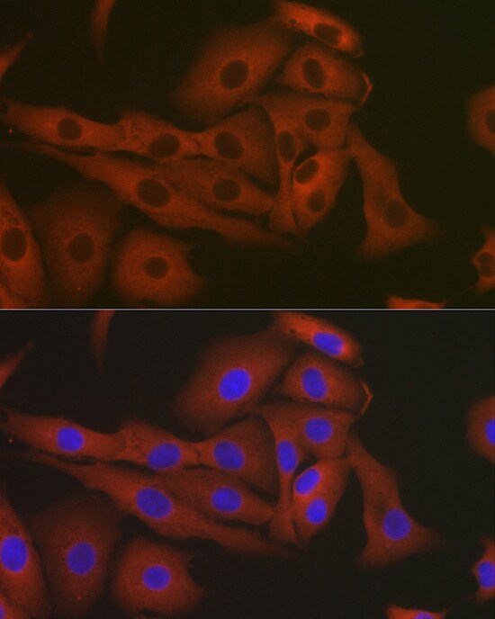 eEF1A1 Antibody - Azide and BSA Free