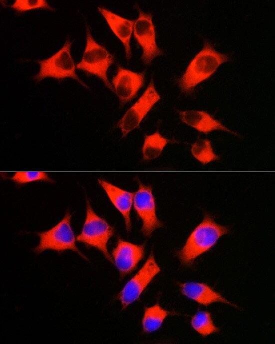 eEF1A1 Antibody - Azide and BSA Free