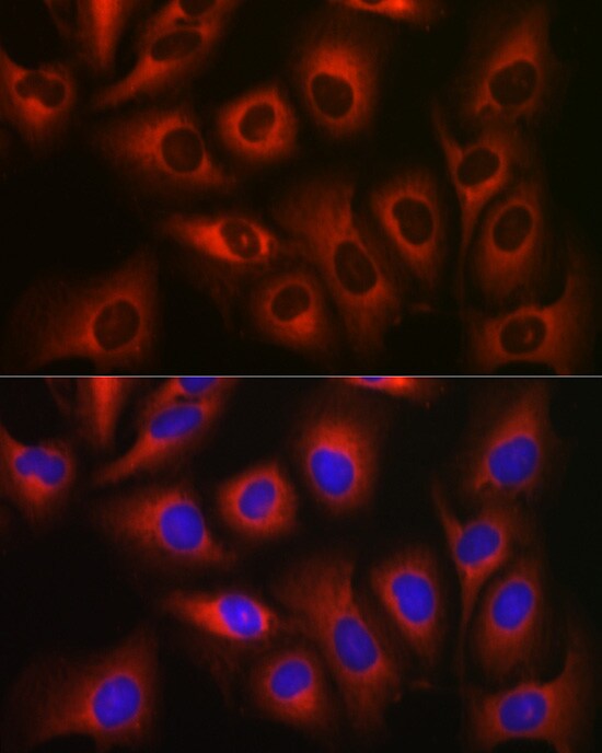 eEF1A1 Antibody - Azide and BSA Free