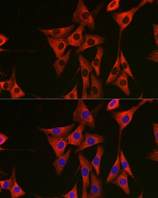eEF1A1 Antibody - Azide and BSA Free