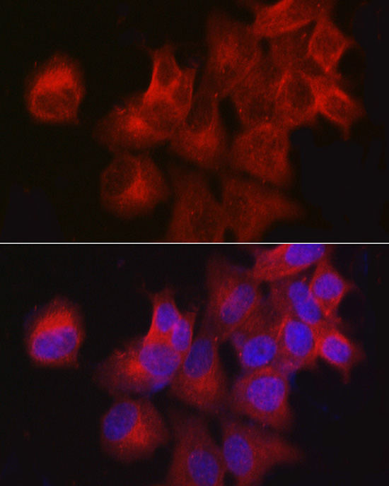 CDKN3 Antibody - Azide and BSA Free