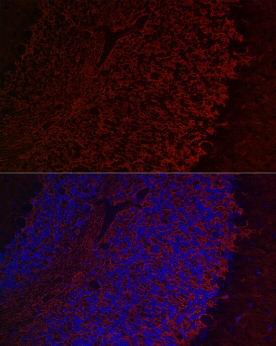 Aquaporin-4 Antibody - Azide and BSA Free