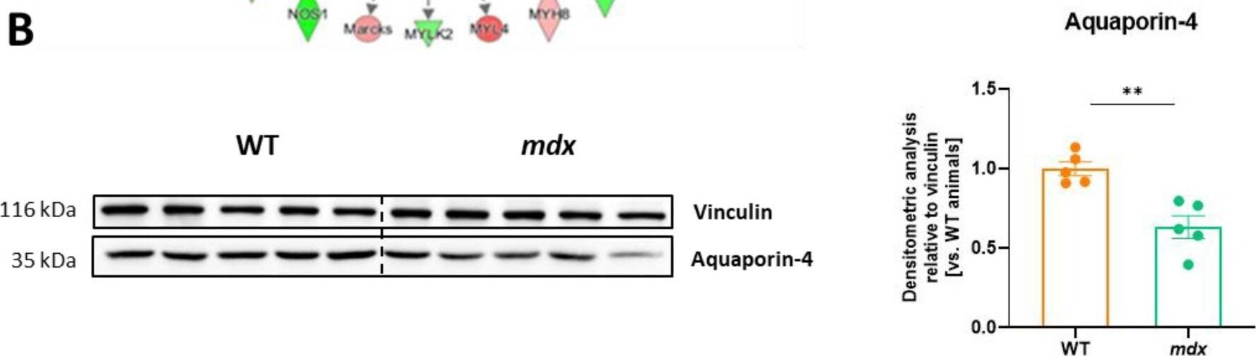 Aquaporin-4 Antibody - Azide and BSA Free