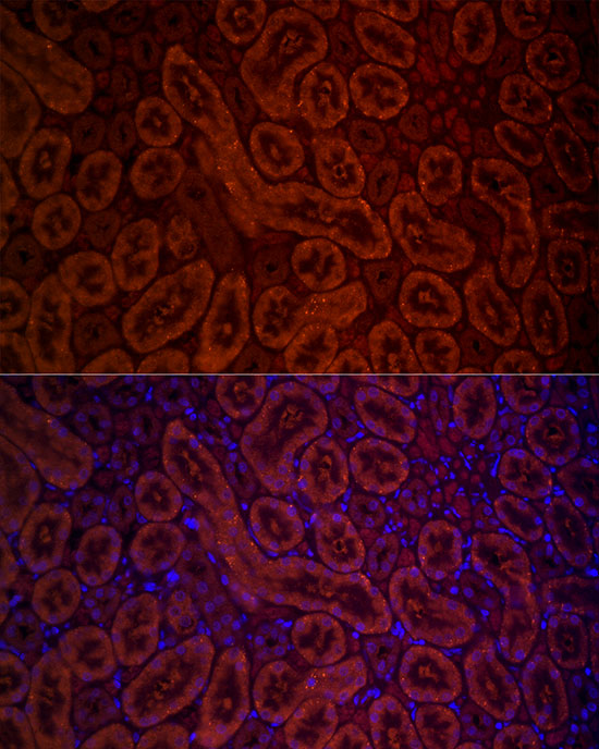 DAO Antibody - Azide and BSA Free