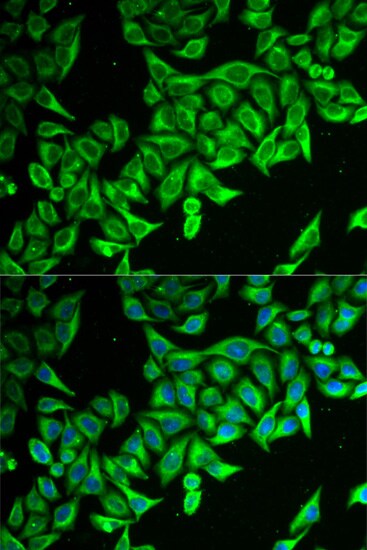 DAP1 Antibody - BSA Free