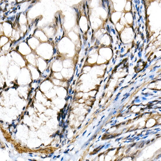 DEC1 Antibody - BSA Free