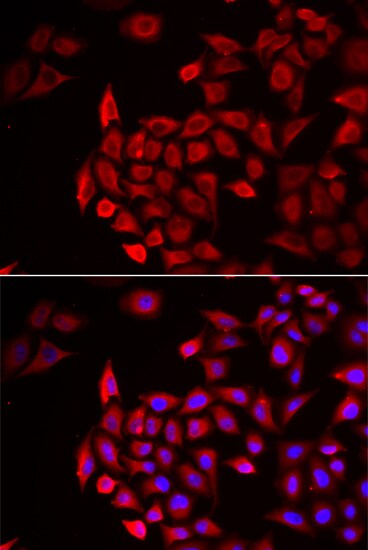Cochlin Antibody - BSA Free