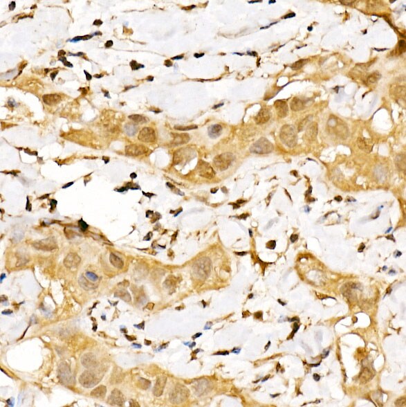 CSN1 Antibody - BSA Free