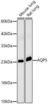Aquaporin-5 Antibody - Azide and BSA Free