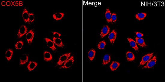 COX5b Antibody - BSA Free