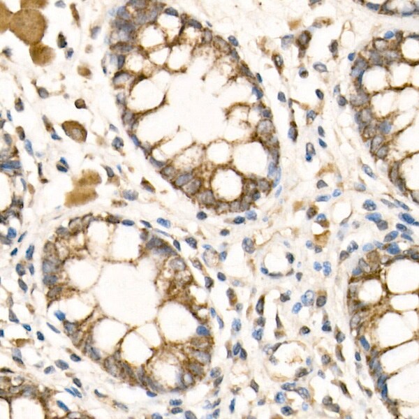 COX5b Antibody - BSA Free