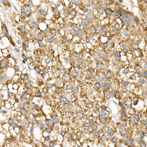 COX5b Antibody - BSA Free