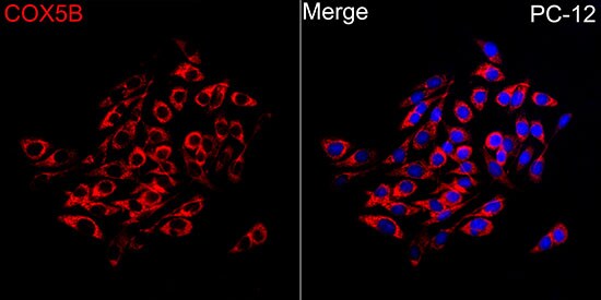COX5b Antibody - BSA Free